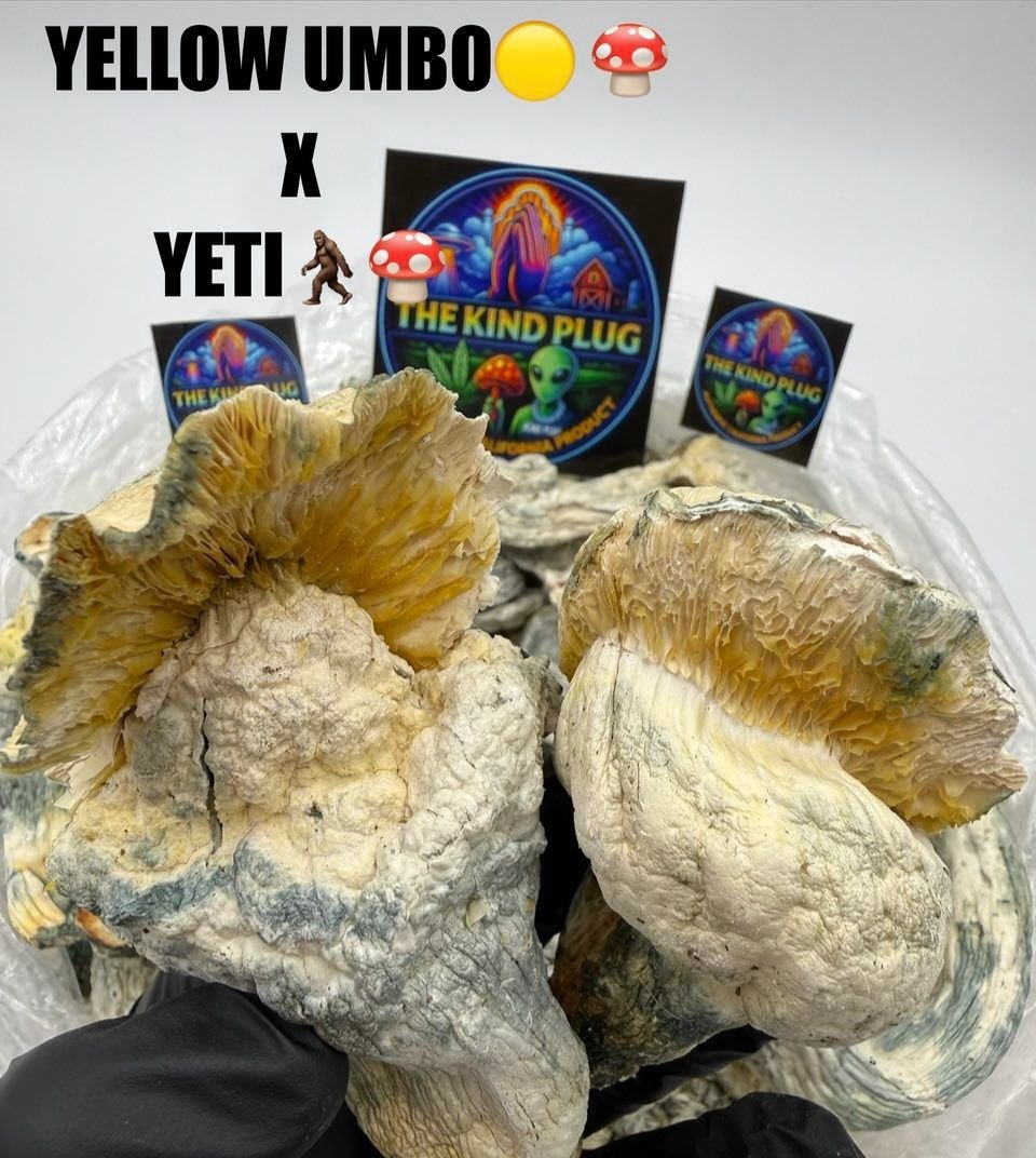 Yellow Umbo X Yeti Slide 2